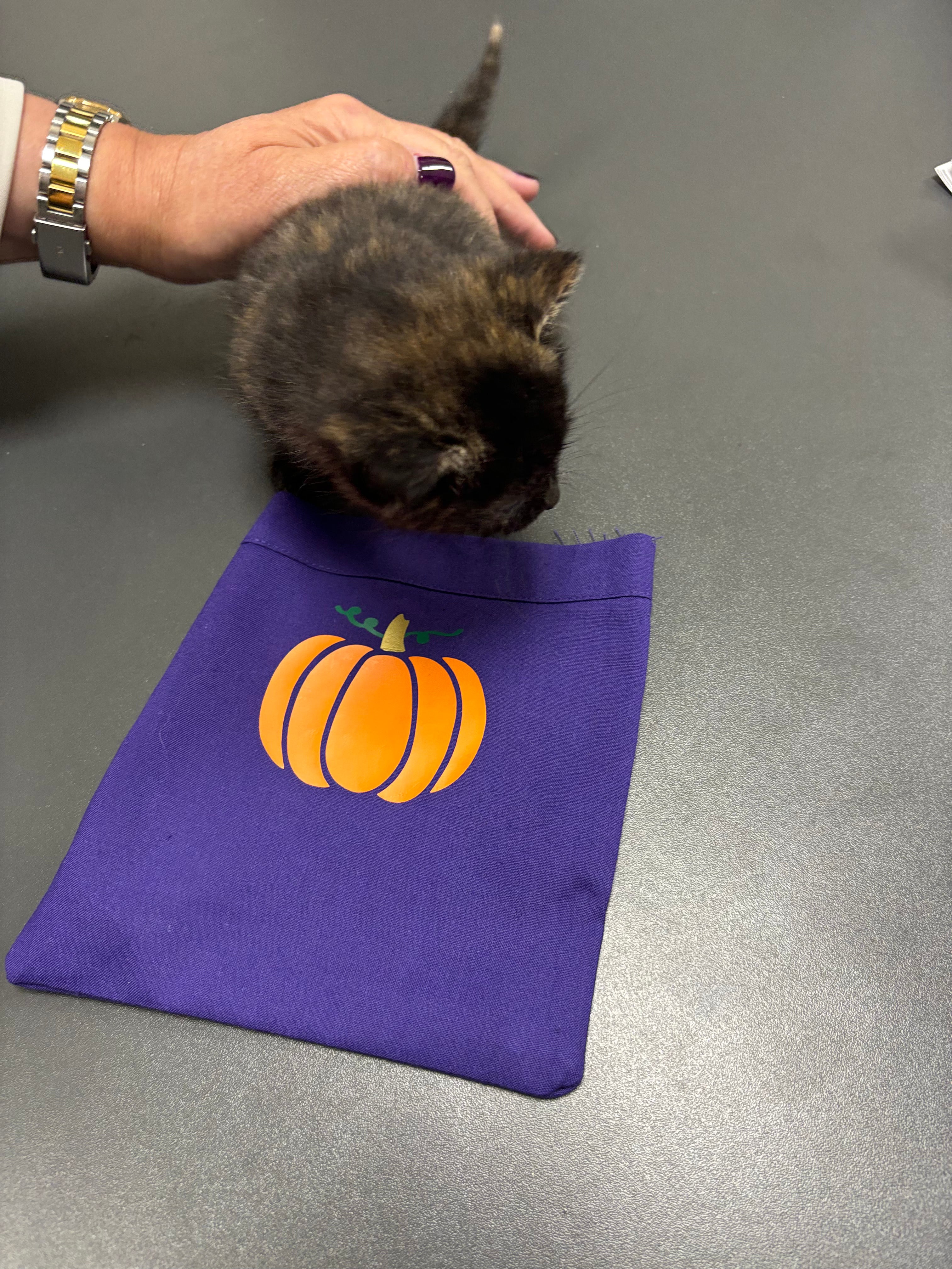 ScrubsUK: Meet Pumpkin, the Halloween surprise at ScrubsUK! Staff find abandoned kitten outside ScrubsUK offices and name it Pumpkin and give the kitten a personalised cover! 🎃🐱